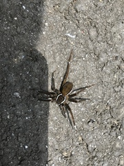 Dolomedes raptor