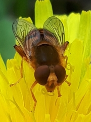 Parhelophilus obsoletus