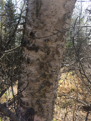 Betula neoalaskana