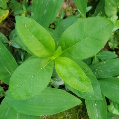 Phlox paniculata