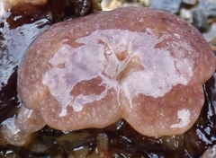 Distaplia occidentalis