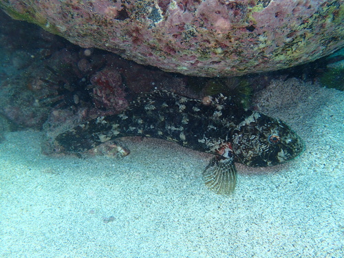 Nicholsina denticulata