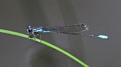 Acanthagrion quadratum