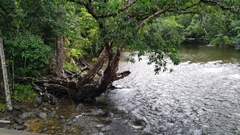 Xanthostemon chrysanthus
