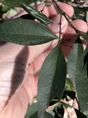 Cryptocarya triplinervis triplinervis