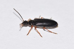 Pedilus elegans