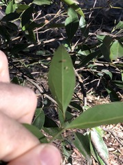 Cryptocarya triplinervis triplinervis