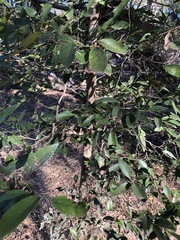 Cryptocarya triplinervis triplinervis