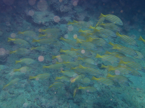 Lutjanus viridis