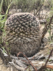 Mammillaria grusonii
