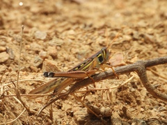 Orthoptera