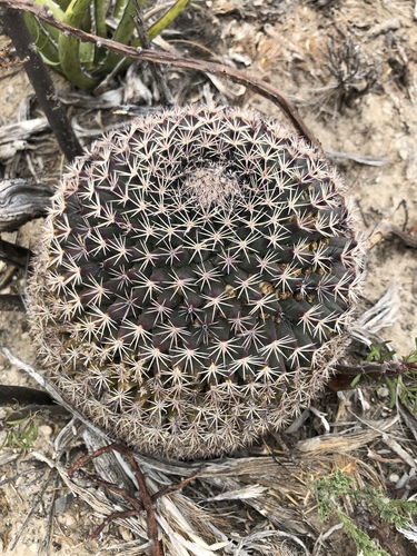 Mammillaria grusonii
