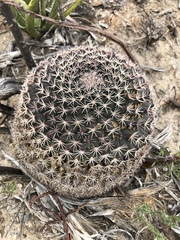 Mammillaria grusonii