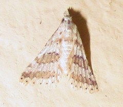 Alucitidae
