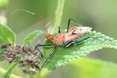 Gminatus wallengreni