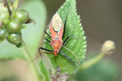 Gminatus wallengreni