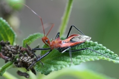 Gminatus wallengreni