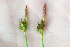 Carex tonsa rugosperma
