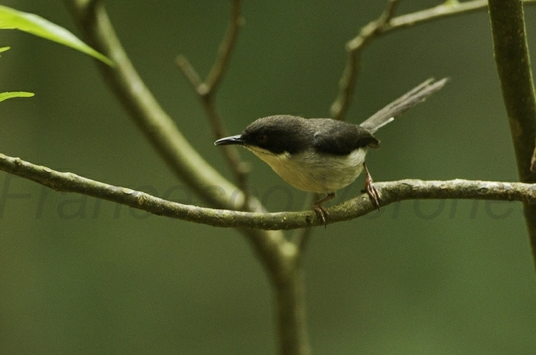 Black-Headed Apalis
