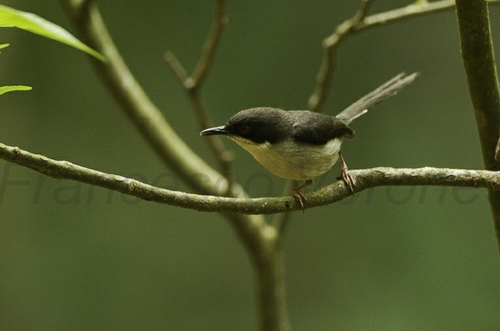 Black-headed Apalis