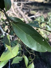 Cryptocarya triplinervis triplinervis