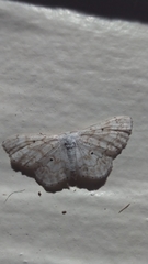 Idaea obfusaria