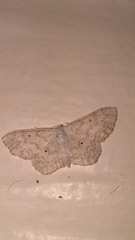 Idaea obfusaria