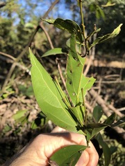 Cryptocarya triplinervis triplinervis