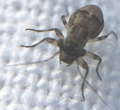 Mesopsocus