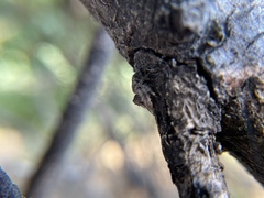 Hamataliwa grisea