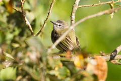Myiopagis viridicata