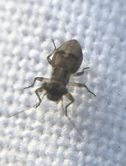 Mesopsocus
