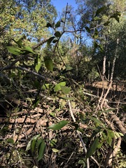 Cryptocarya triplinervis triplinervis