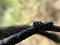 Hamataliwa grisea