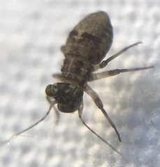 Mesopsocus