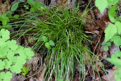 Carex tonsa rugosperma