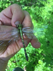 Ophiogomphus colubrinus