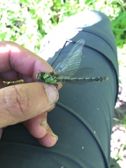 Ophiogomphus colubrinus