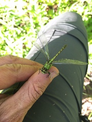 Ophiogomphus colubrinus