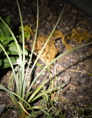 Dasylirion leiophyllum