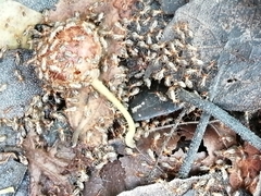 Tenuirostritermes