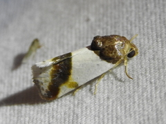 Tarache lactipennis