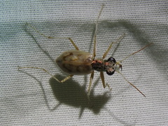 Ellipsoptera lepida