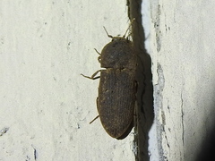 Agrypnus rectangularis