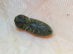 Agrypnus rectangularis
