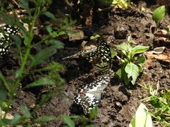 Papilio demoleus