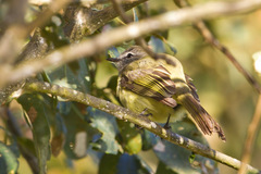 Myiopagis viridicata