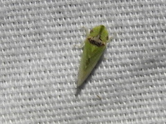 Xerophloea