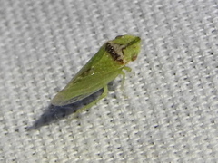 Xerophloea