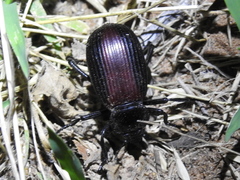 Eleodes acuta